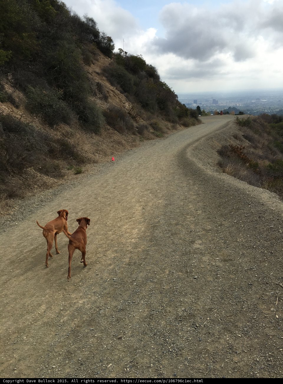 Two Dogs Enjoying a Walk in the Wilderness