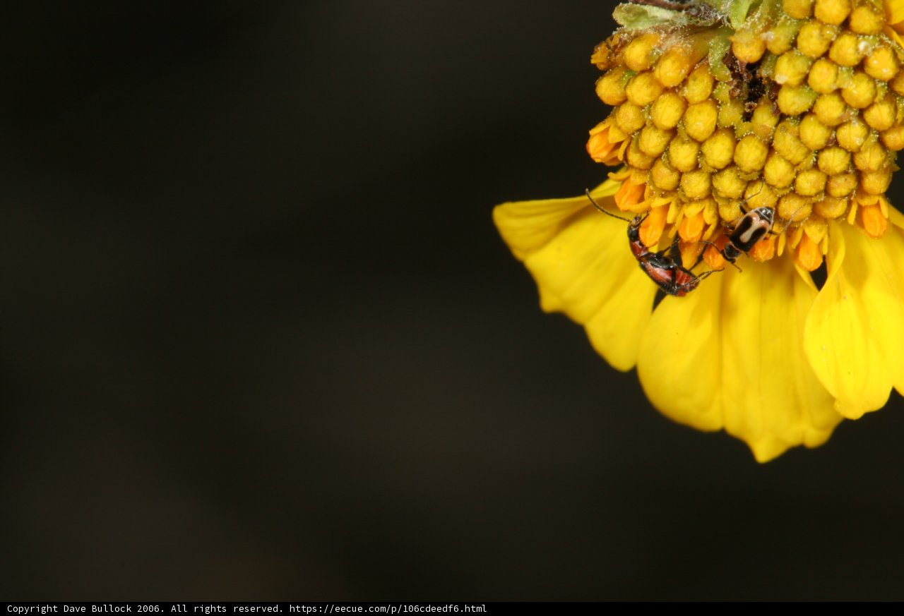 Buzzing Bee on a Yellow Flower