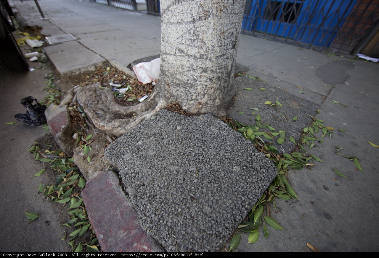 Graffiti on tree and sidewalk