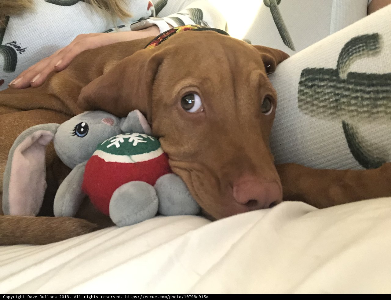 Snuggled Up with a Stuffed Friend