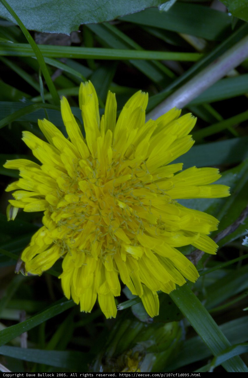 Sunshine in the Grass