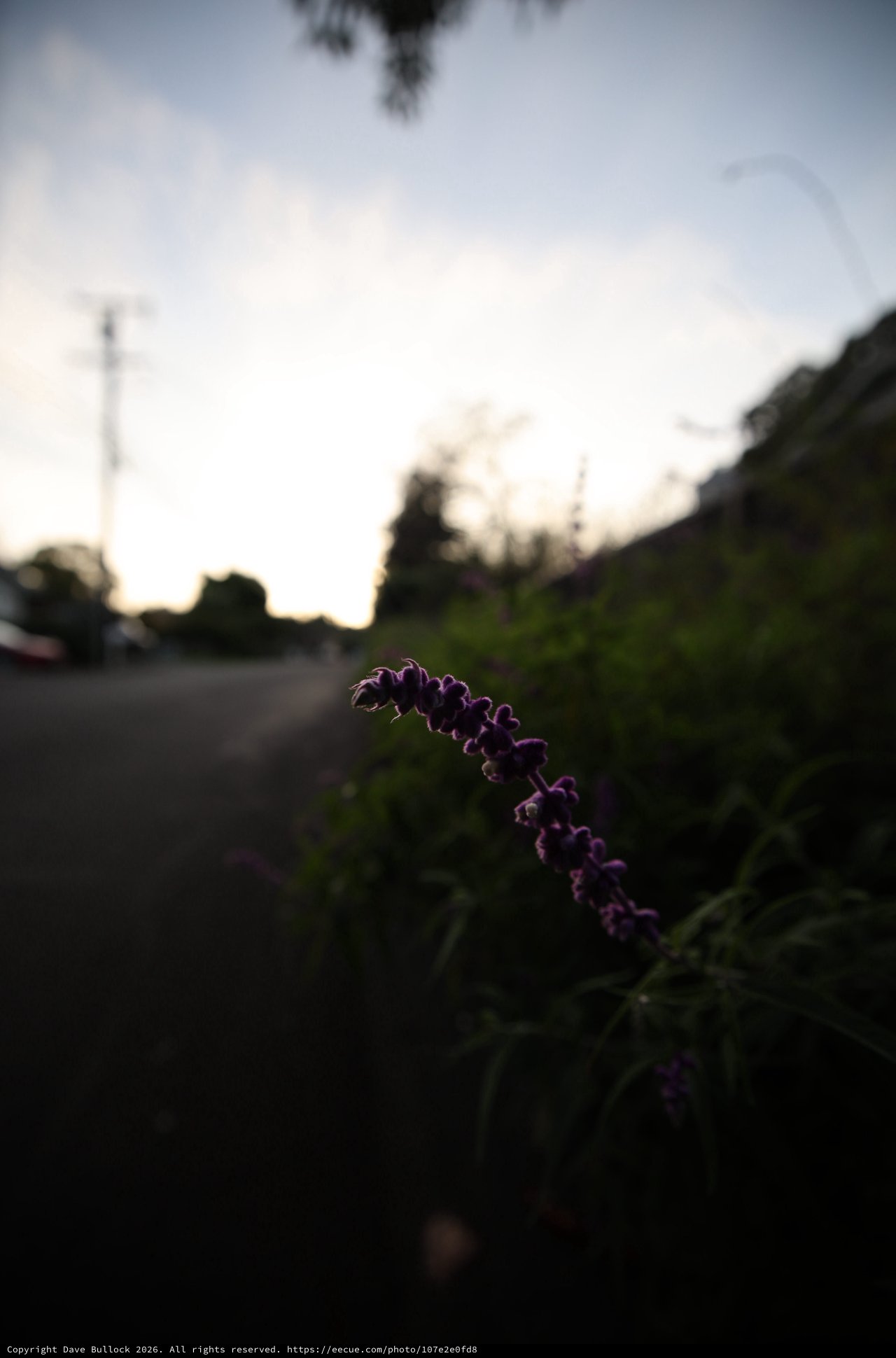 Purple Wildflower at Dusk by the Roadside