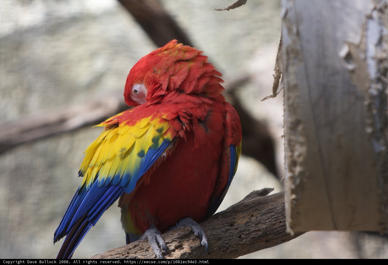 Vibrant Macaw