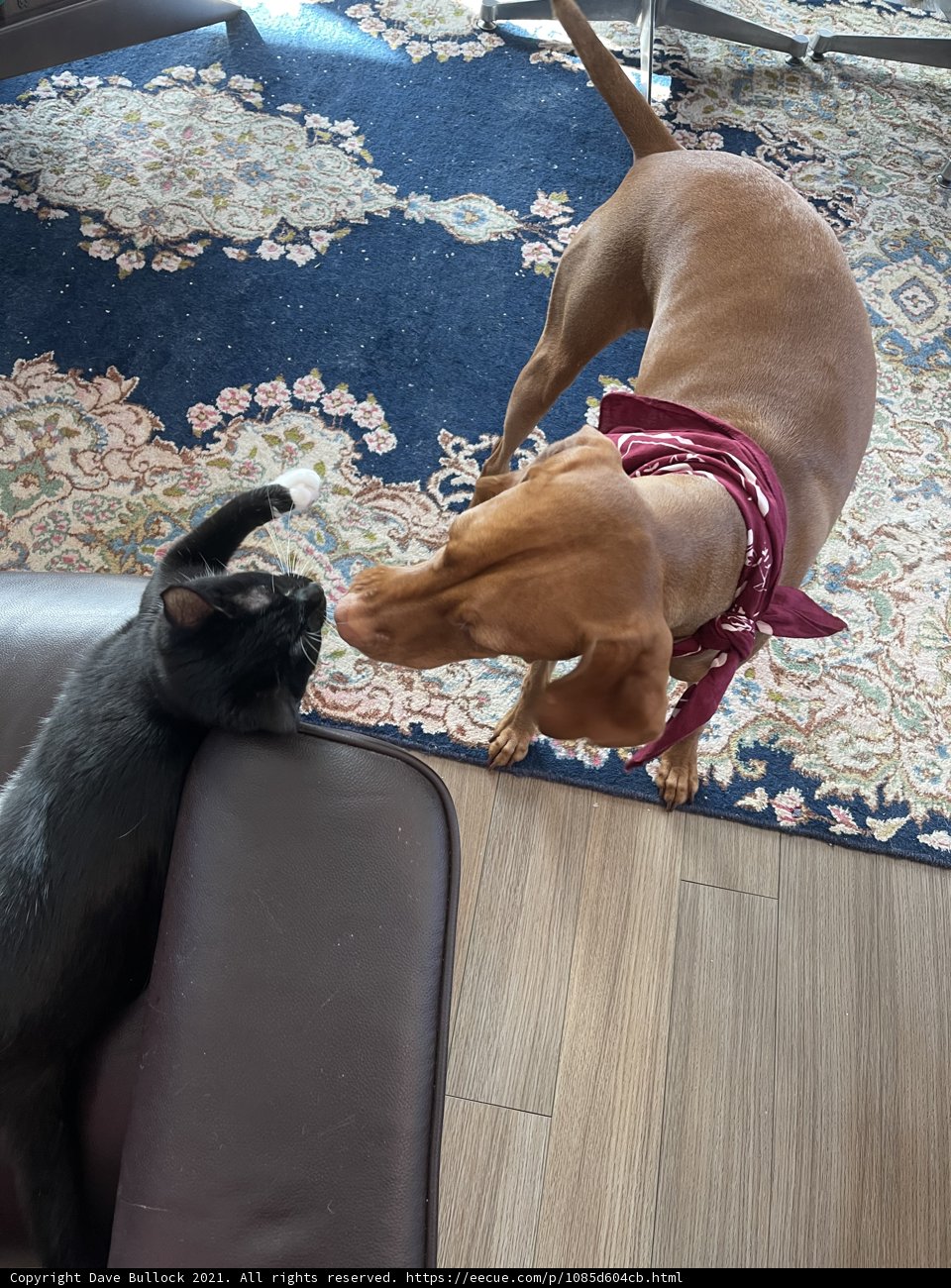 Furry Friends Unleashed