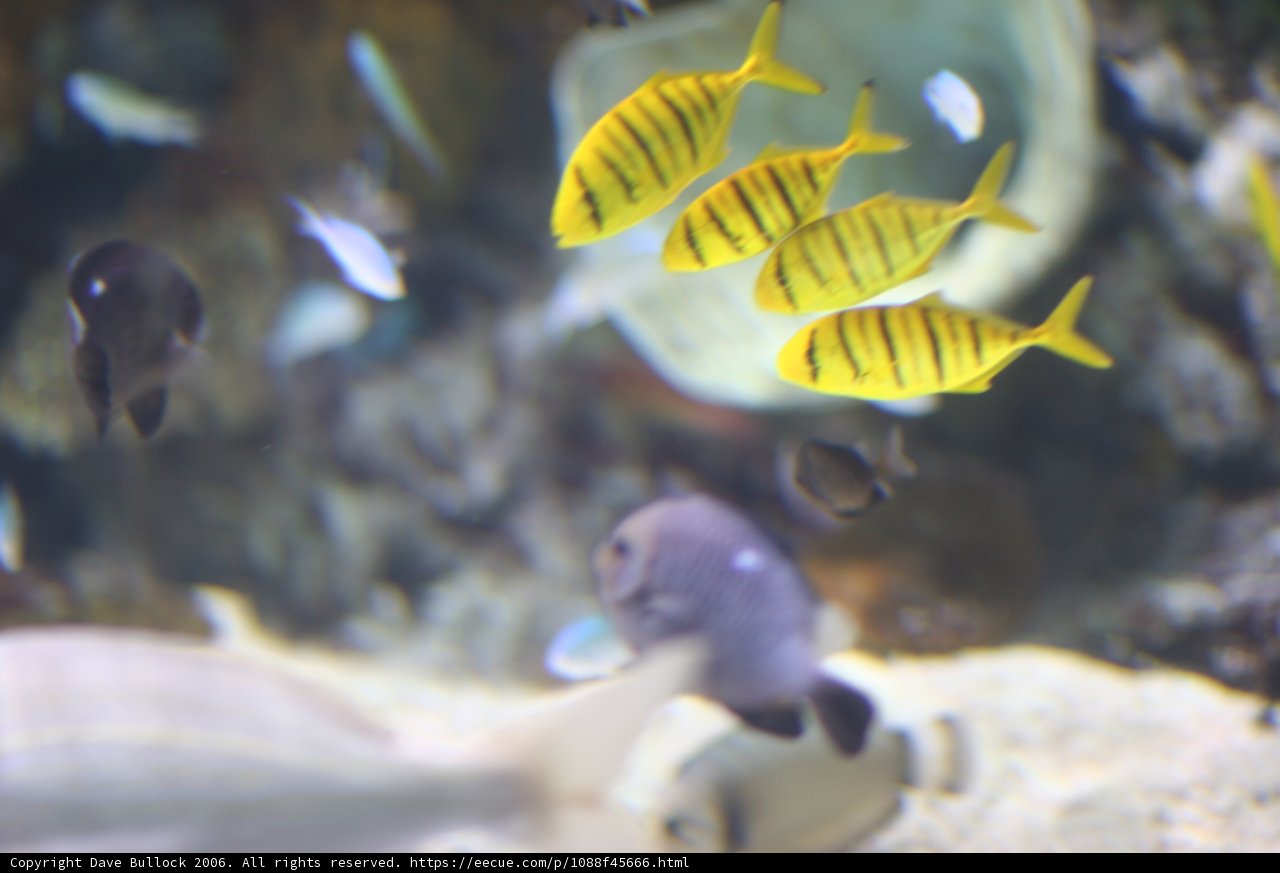 Underwater Marvels