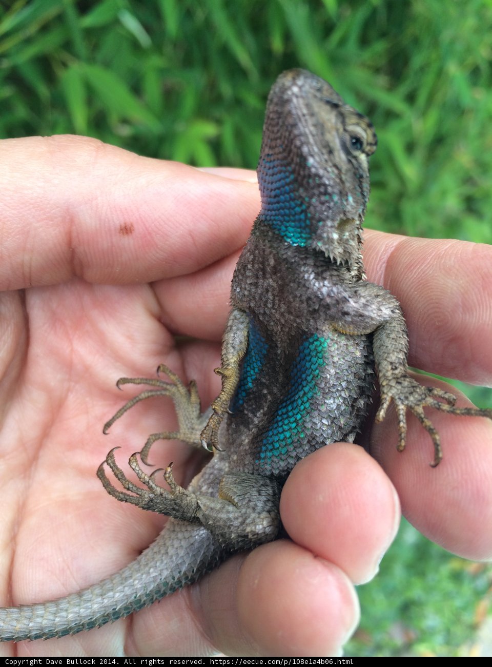 Striped Lizard in the Wild