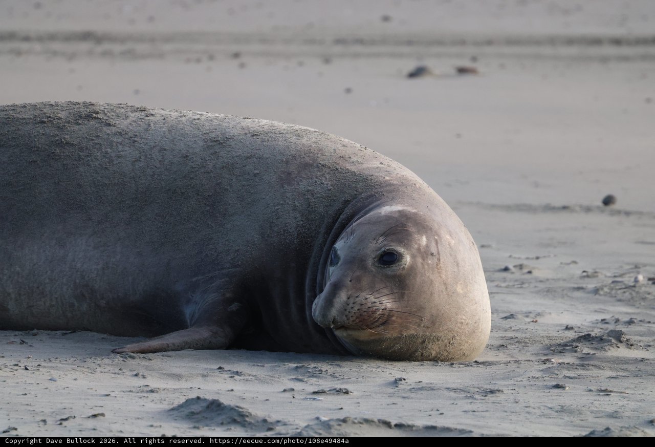 Elephant Seal Resting on Drakes Beach Sand