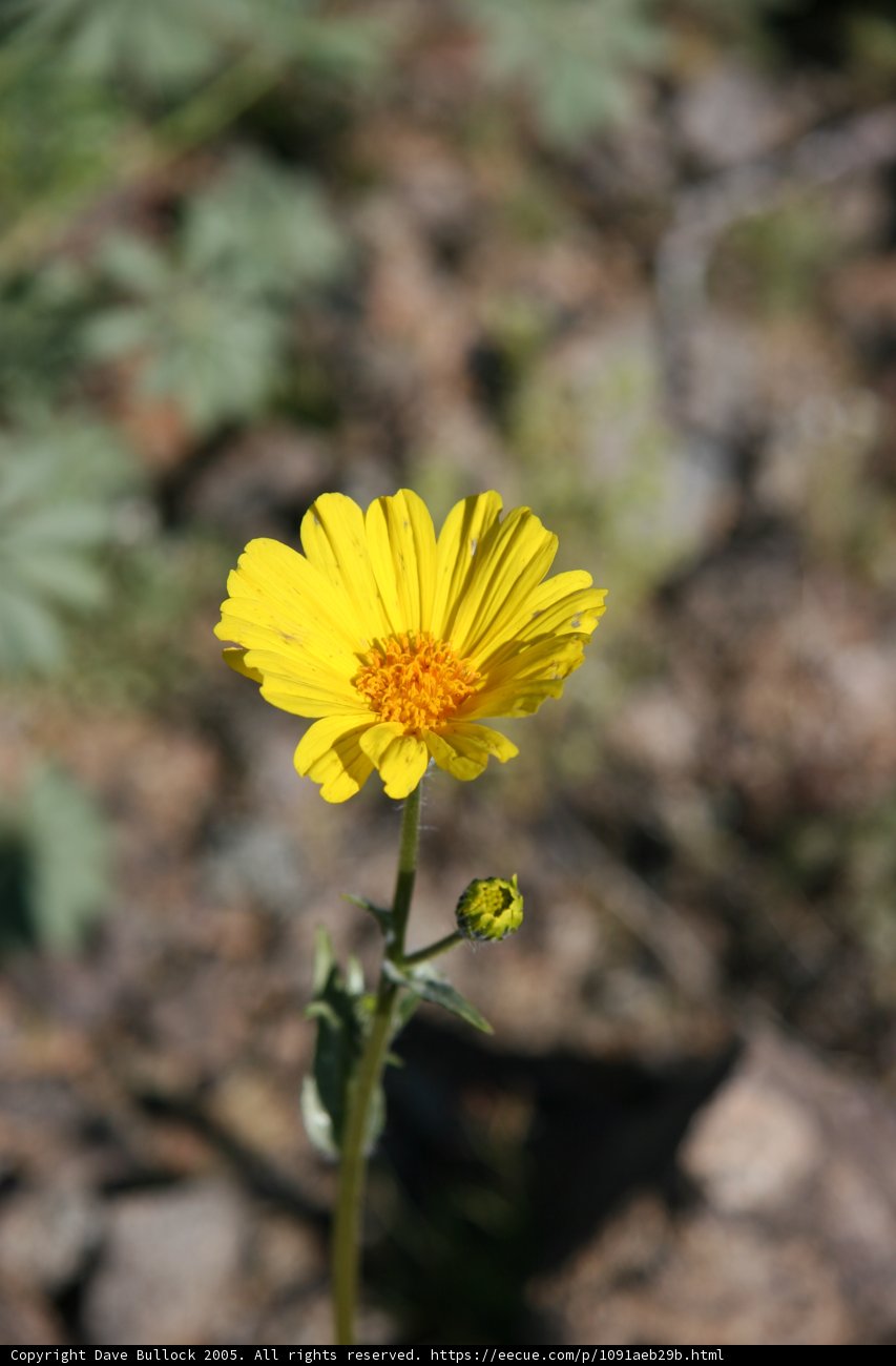 Bright Daisy in the Forest