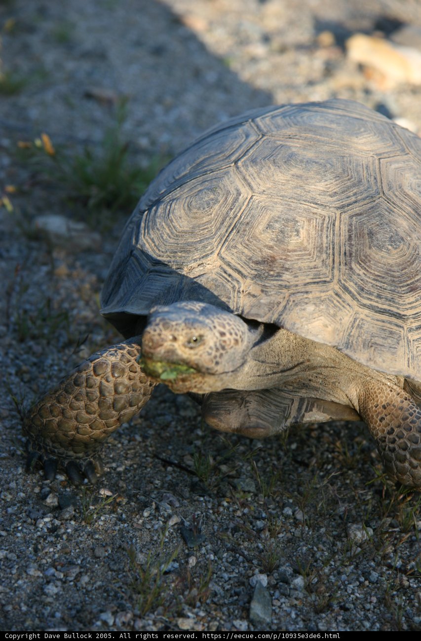 Slow and Steady