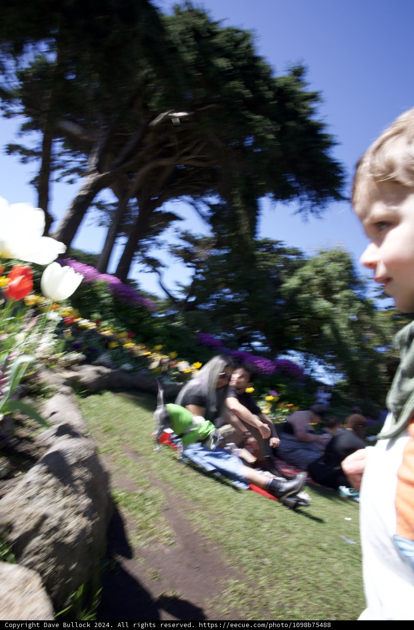 Summer Serenity in Golden Gate Park, 2024