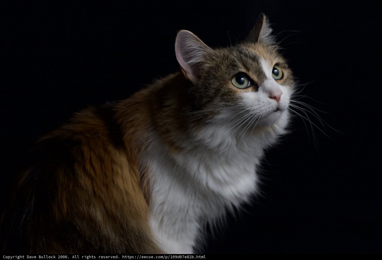 Calico Cat in Solitude