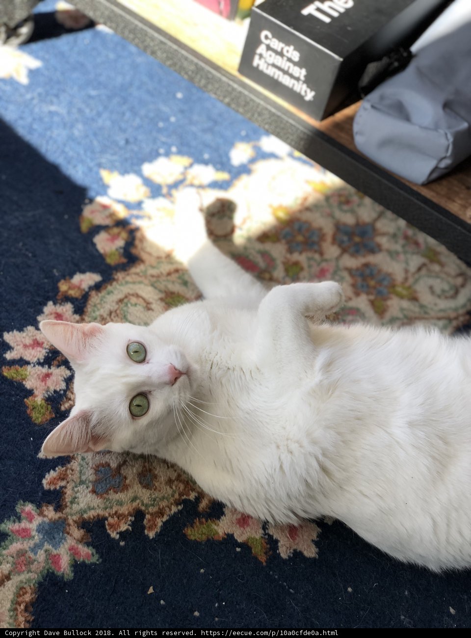 Fluffy Feline Relaxation