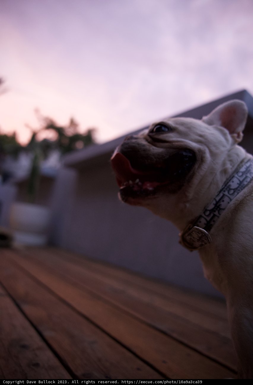 Celestial Bulldog Thoughts