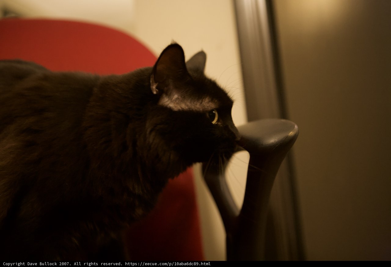 Midnight companion