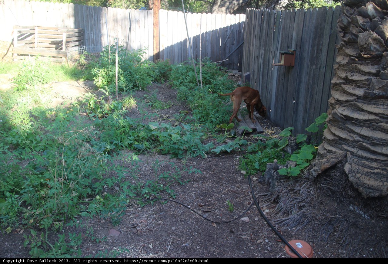 Kit Fox Canine in Backyard