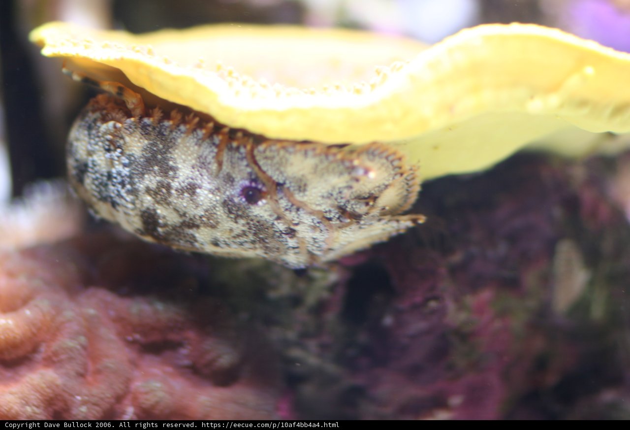 Little Yellow Mushroom in Aquatic Habitat