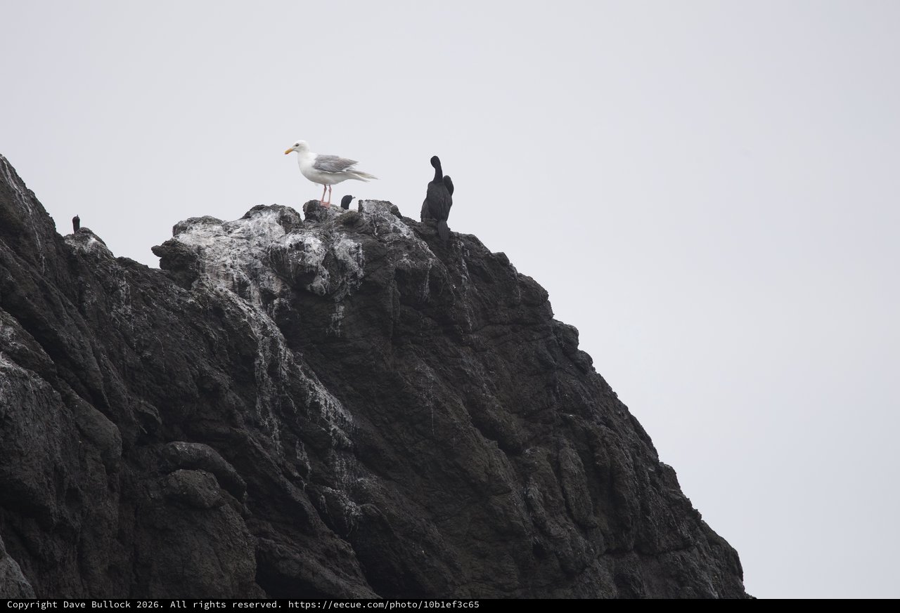 Seagull and Cormorants Perched on Coastal Rocky Pinnacle