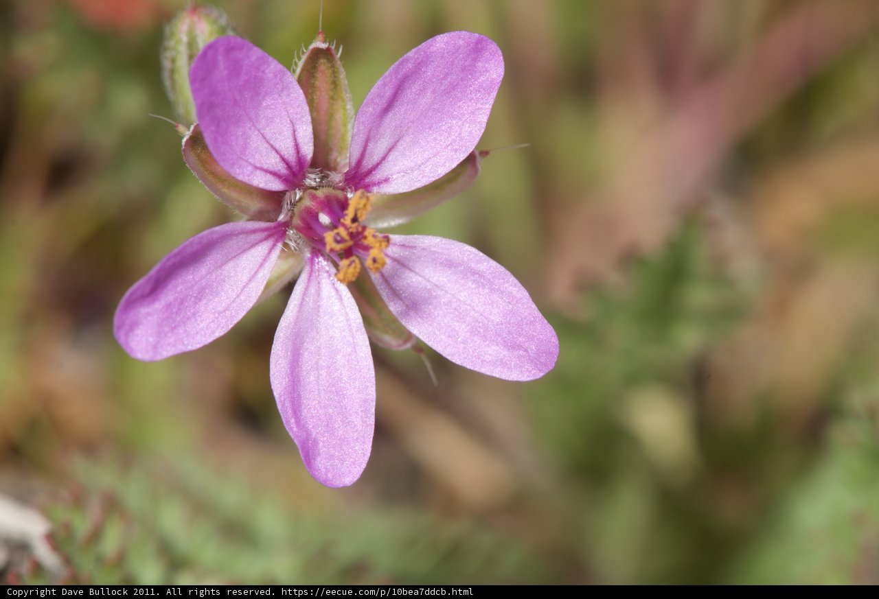 Purple Geranium Flower