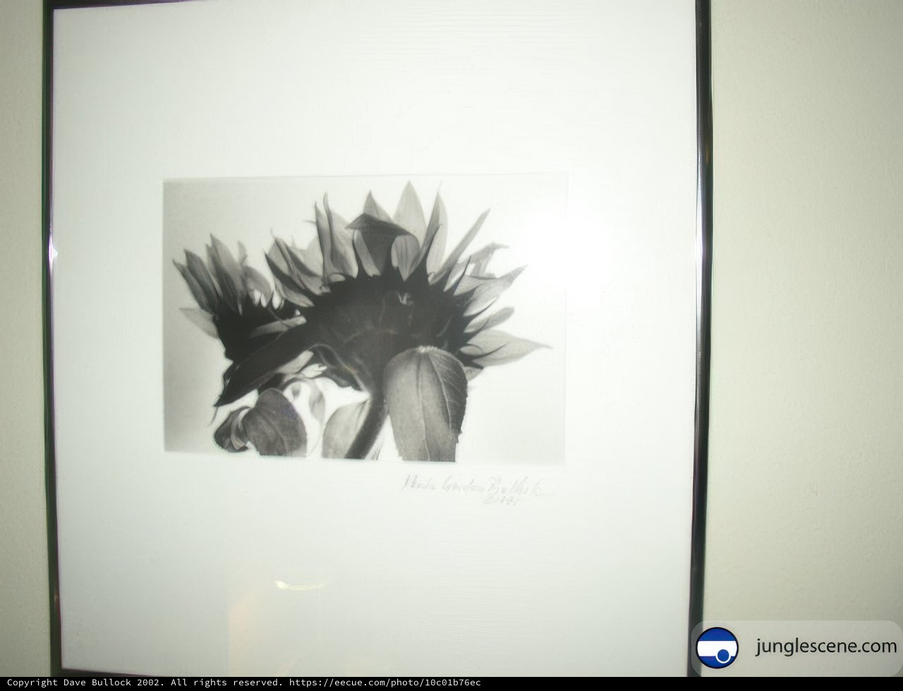 Sunflower Portrait