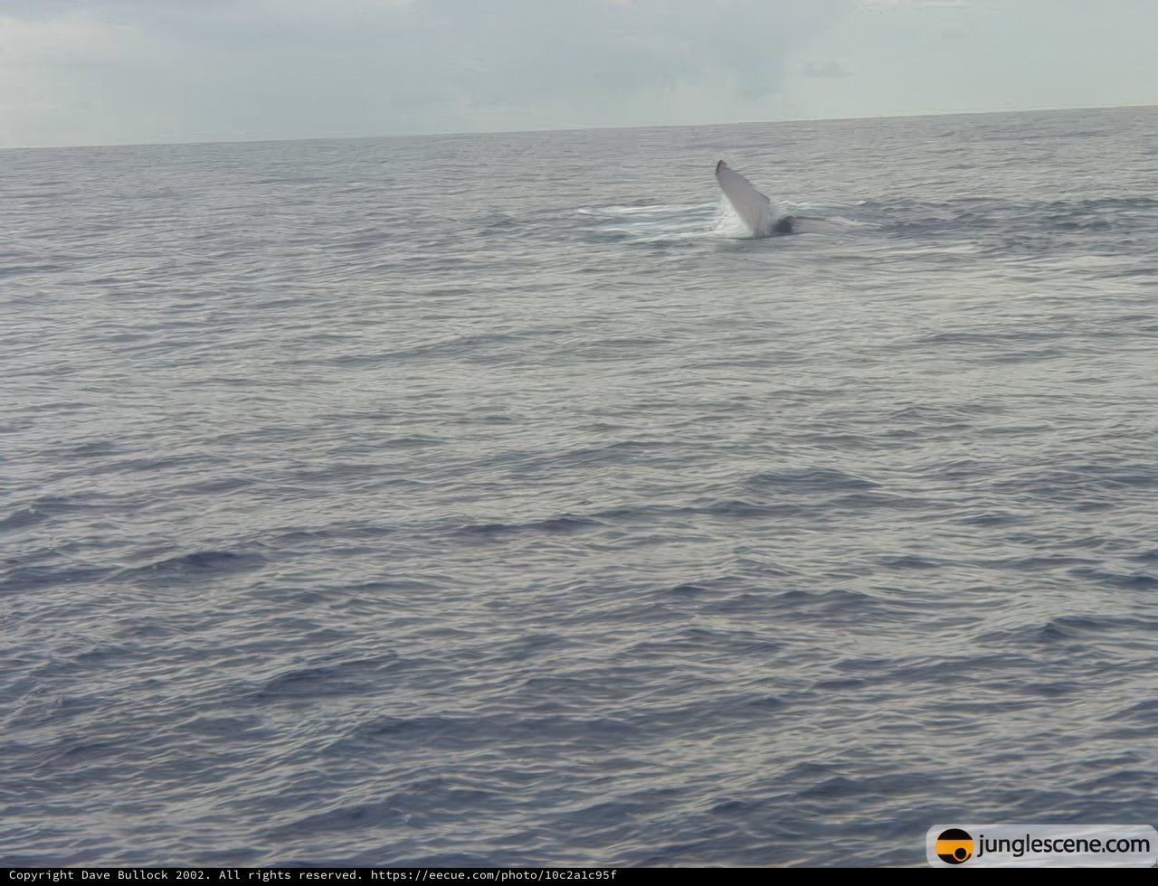 Majestic Humpback Whale Breaching in the Ocean