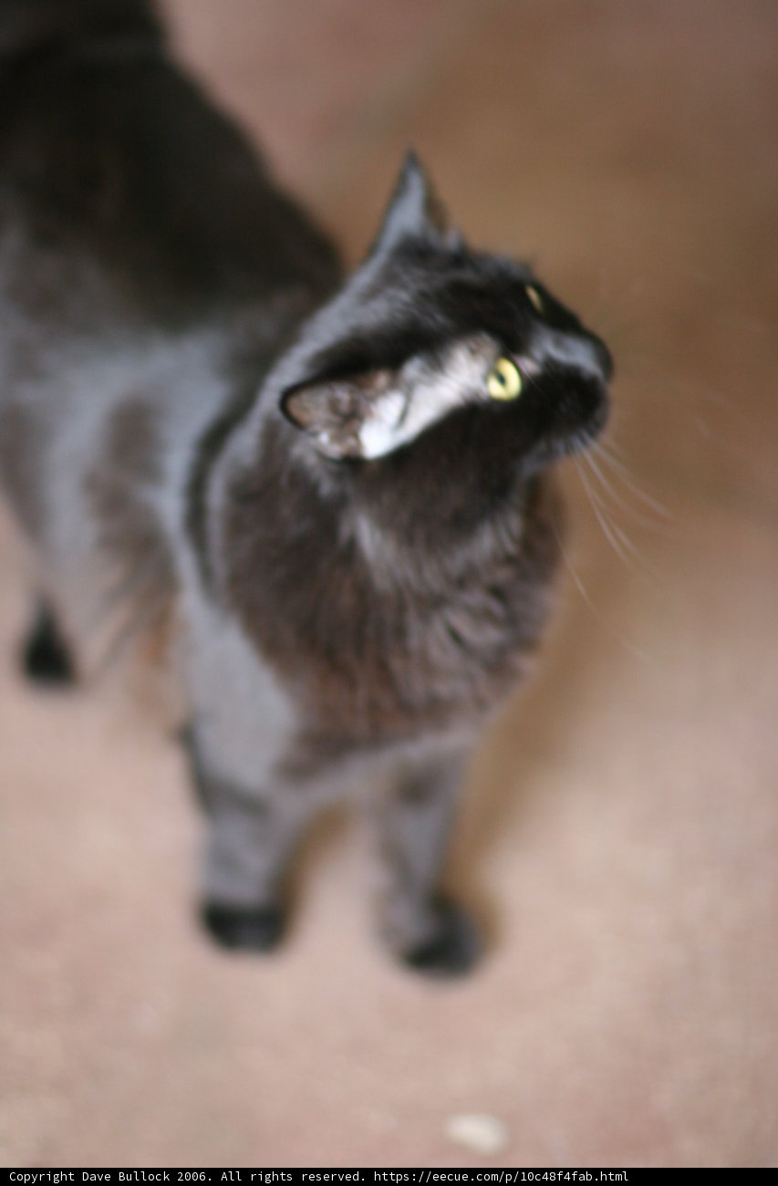 Inquisitive Black Cat