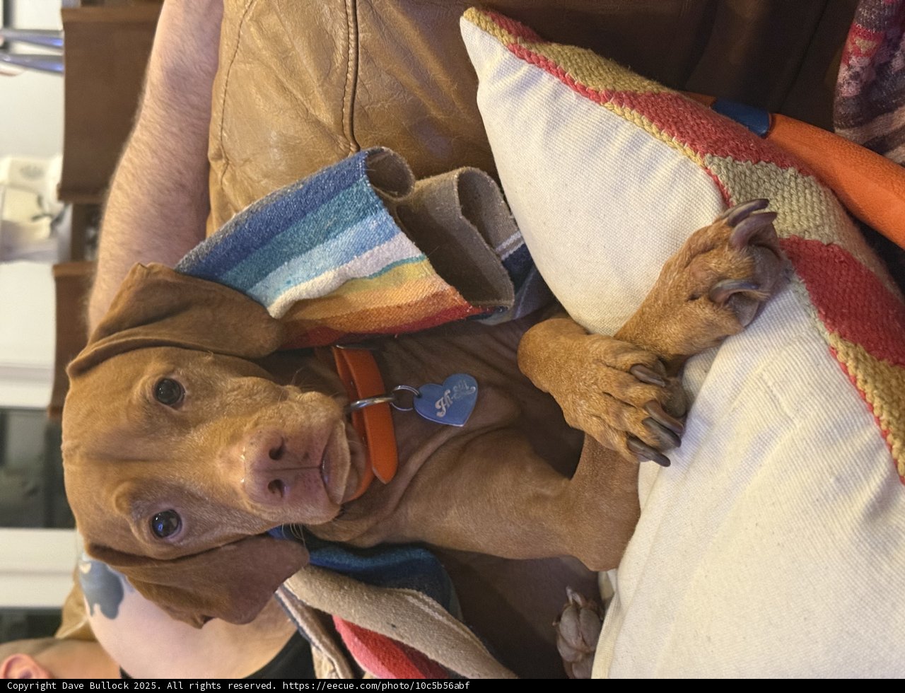 Cozy Canine Moments