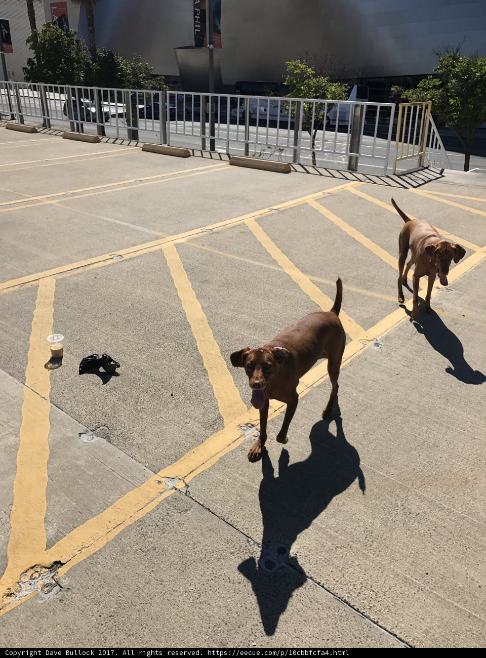 Two Canine Companions Stroll Down the Sidewalk