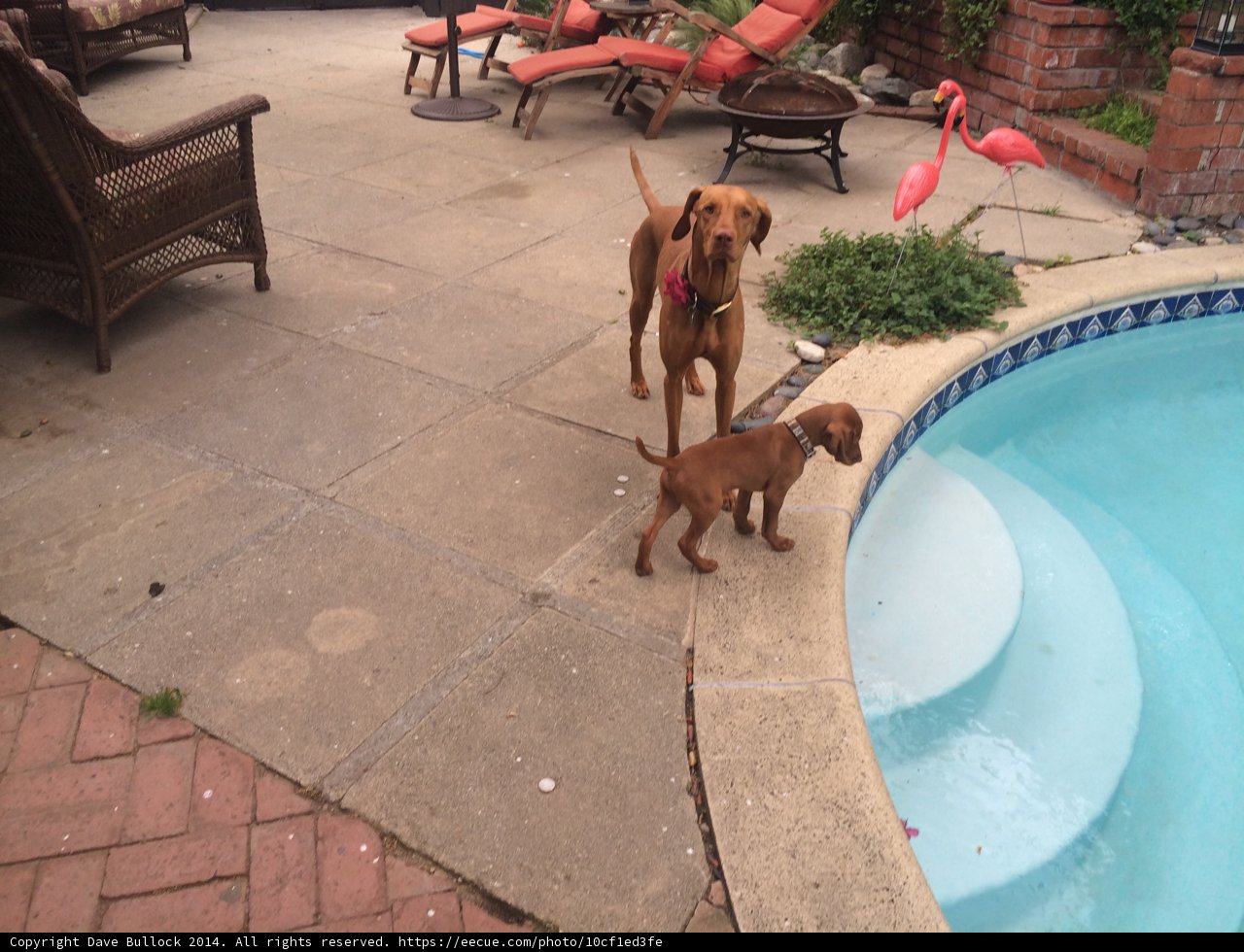 Poolside Pups