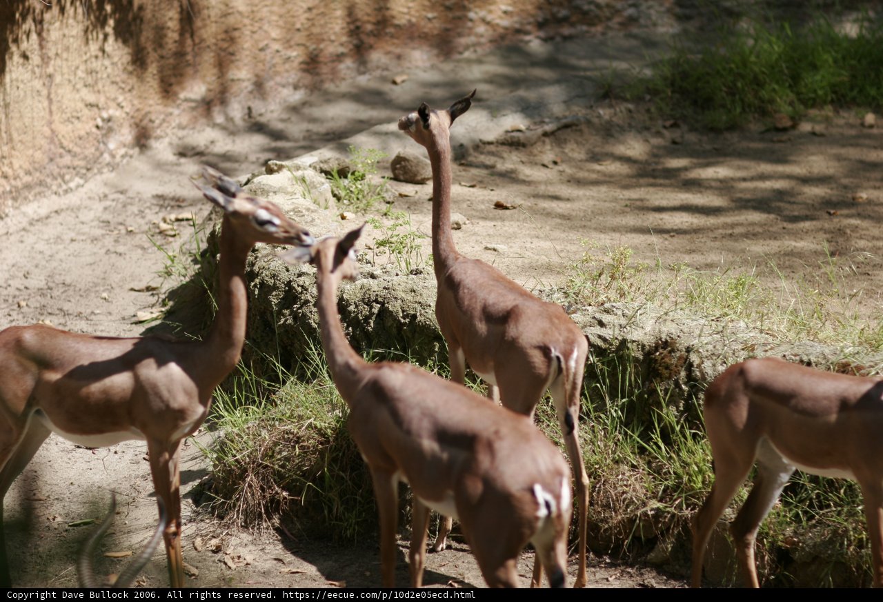 Wildlife in the Open Fields