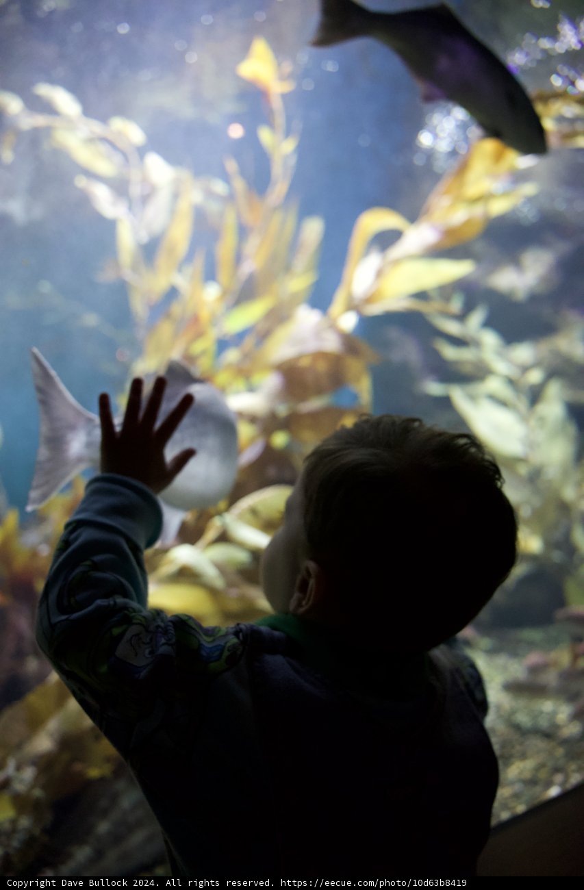 Childhood Curiosity at the California Academy of Sciences