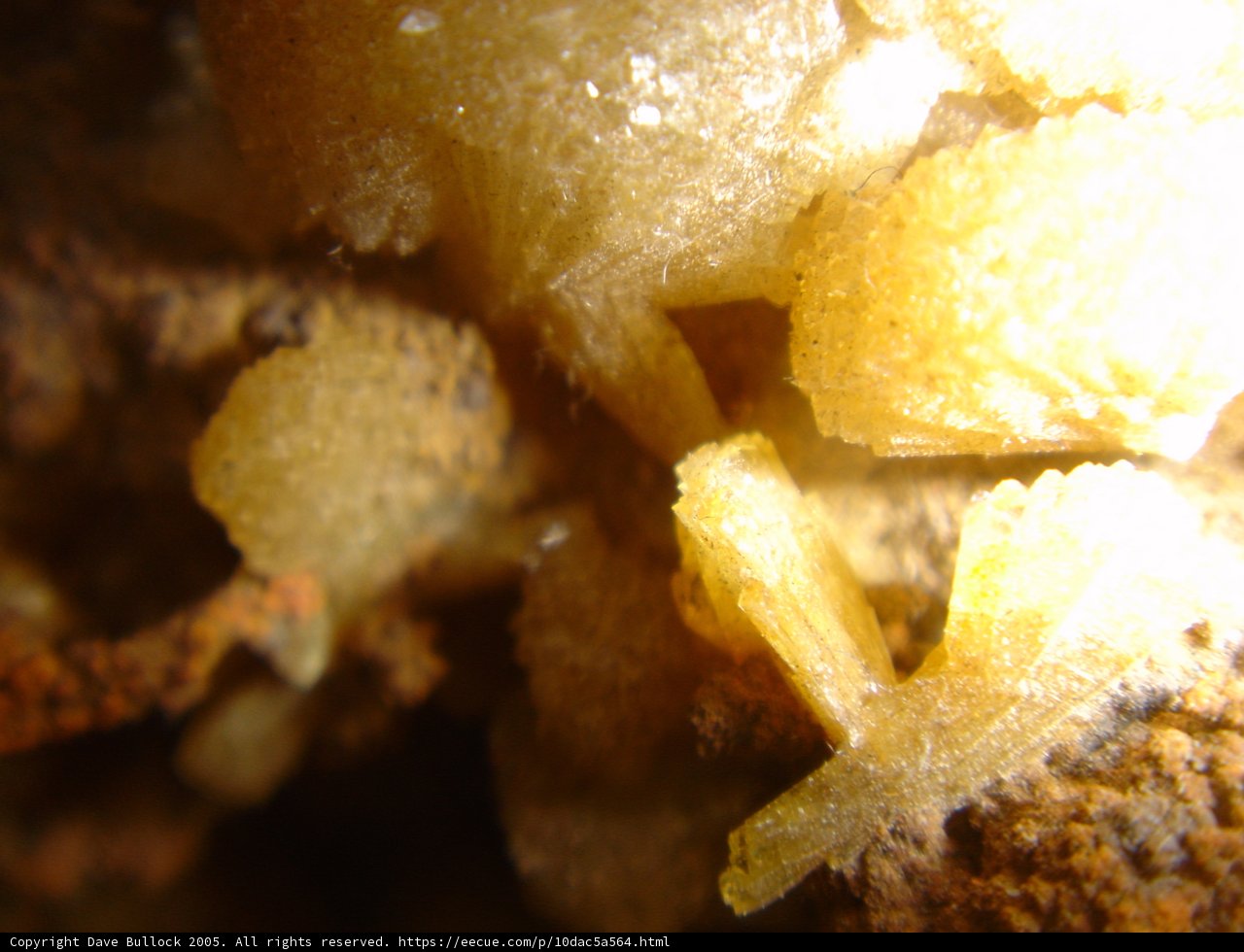 Nature's Golden Nugget