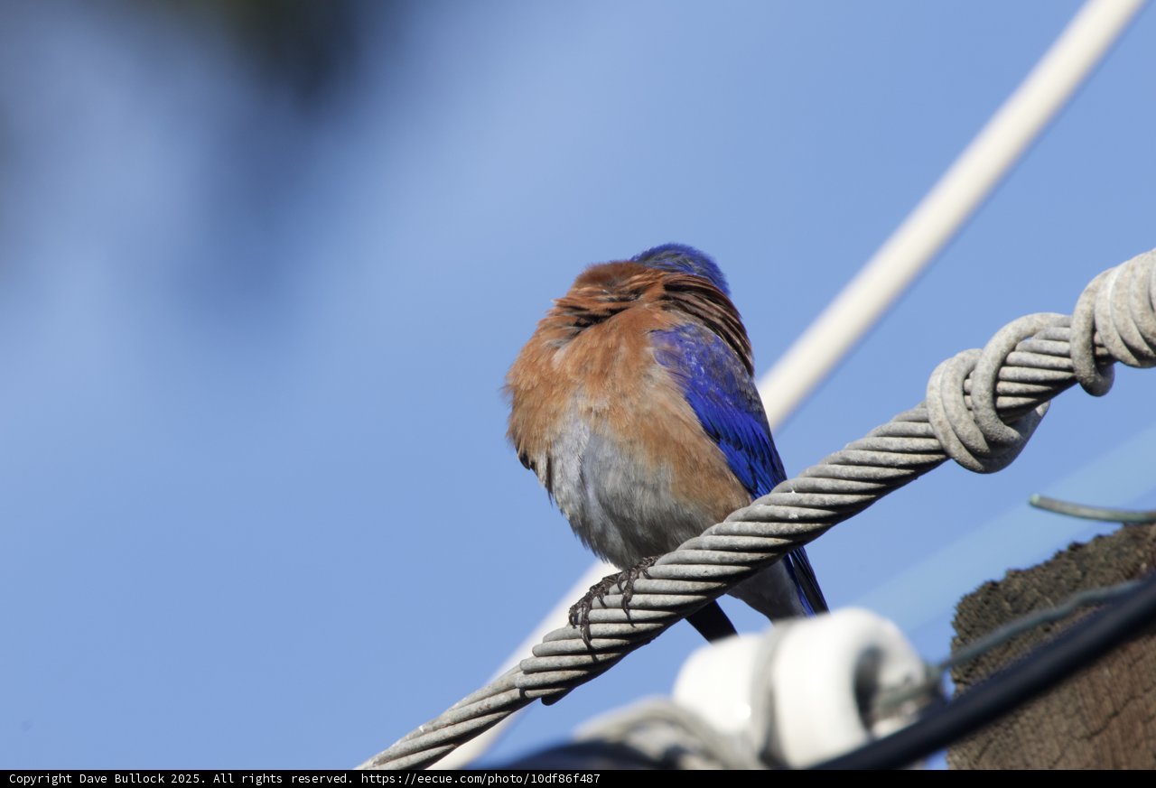 Perched in Blue