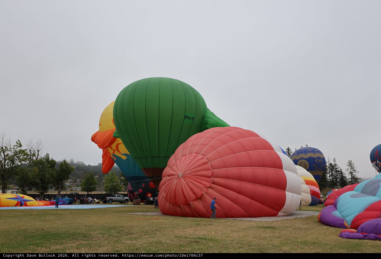 Giant Rooster Balloon Inflating at Sonoma County Classic