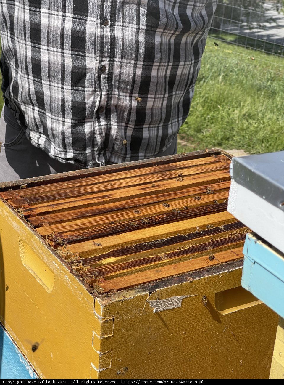 Beekeeping in Carmel