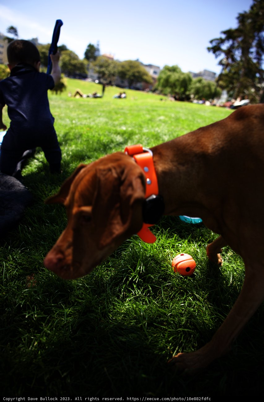 Delores Park Adventure: A Boy and His Dog