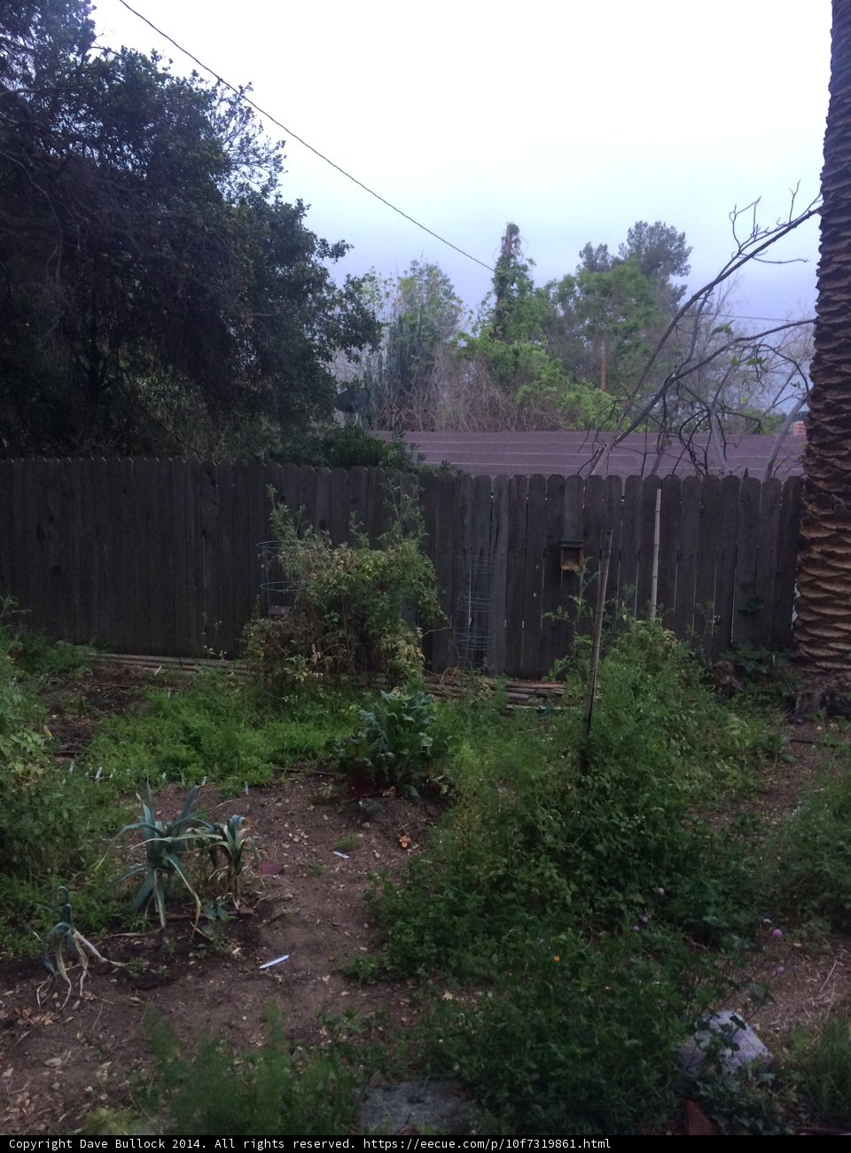 Backyard Tranquility