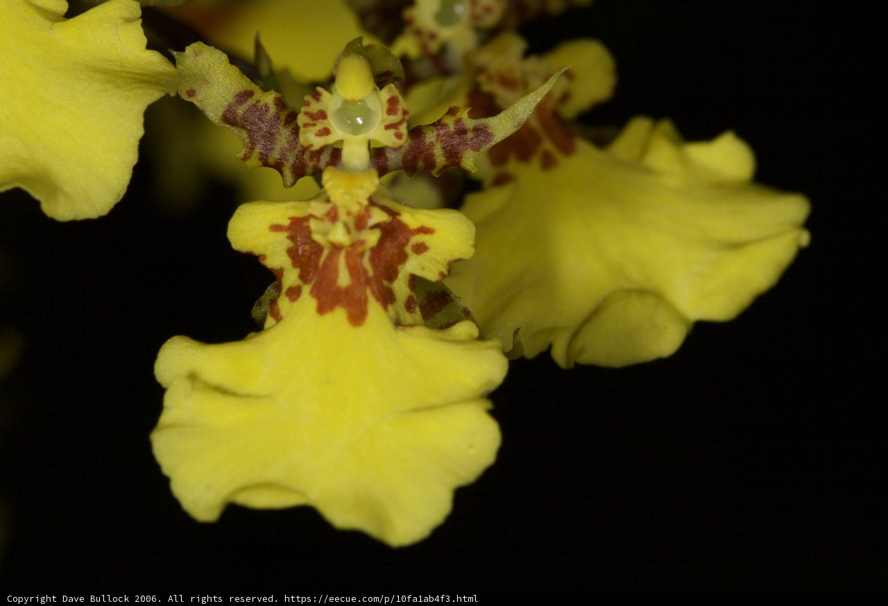 Radiant Yellow Orchid