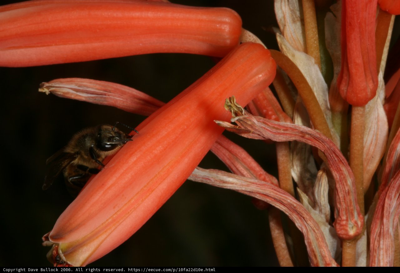 Bee on Red Rhubarb Flower