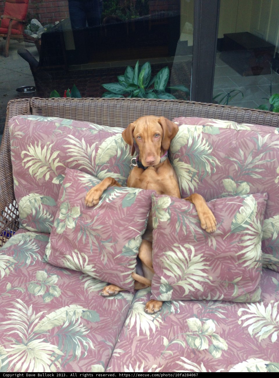 Cozy Canine Companion