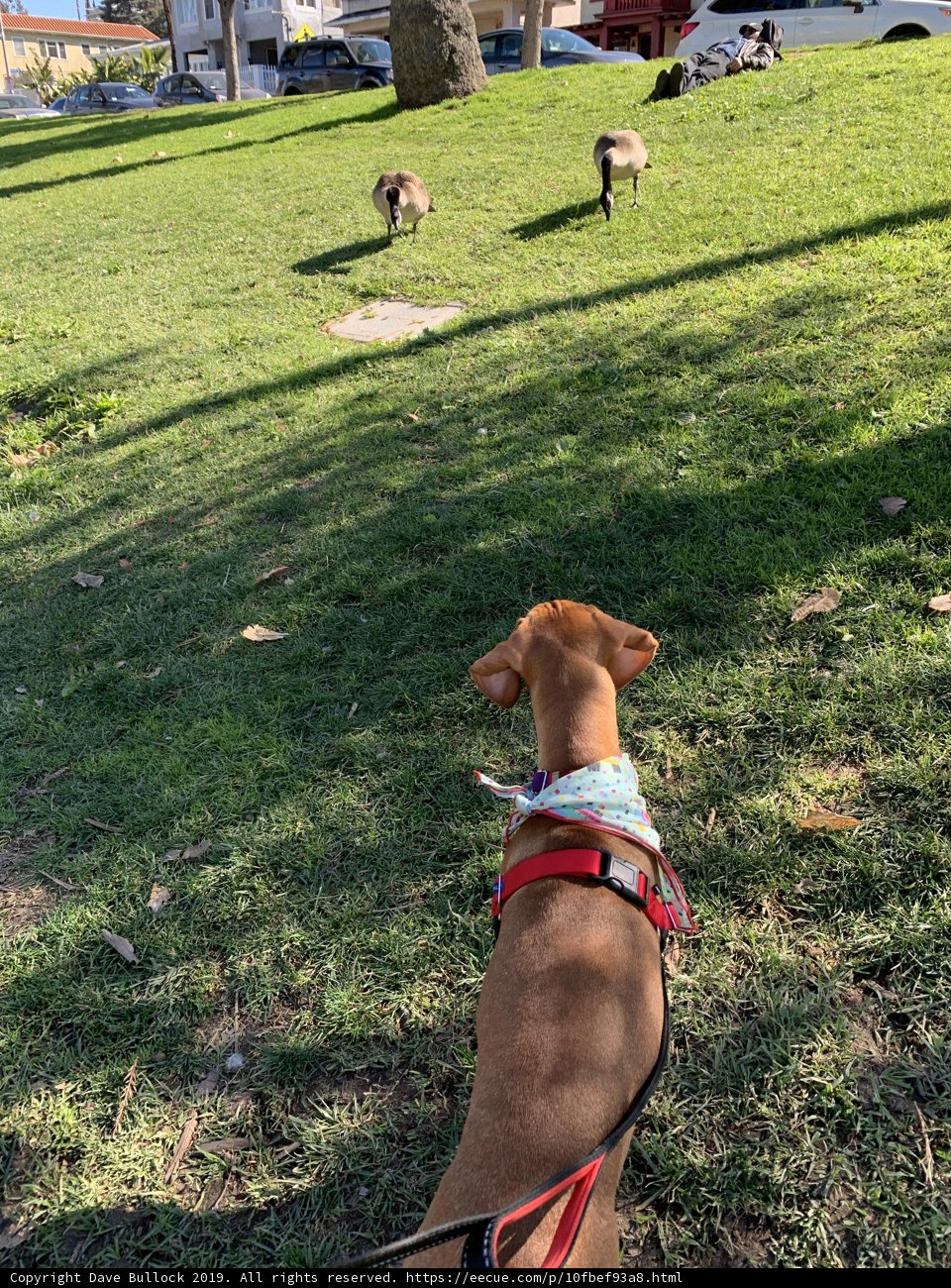 Curious Canine