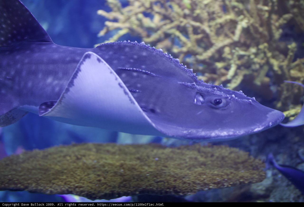 Majestic Manta Ray in Aquarium