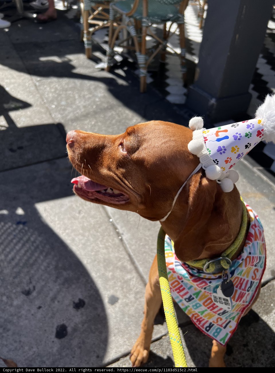 Birthday Pups