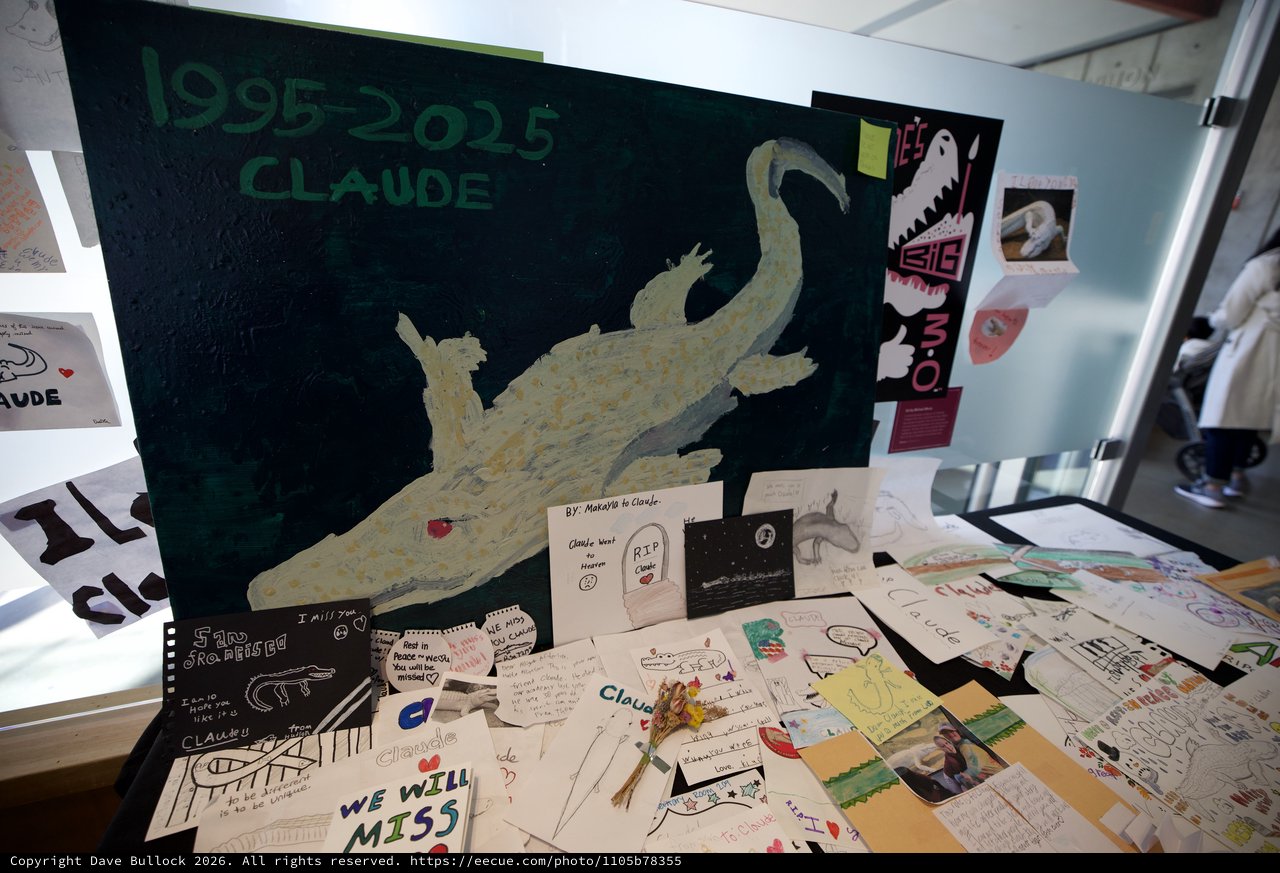 Memorial Tribute for Claude the Alligator 1995-2025