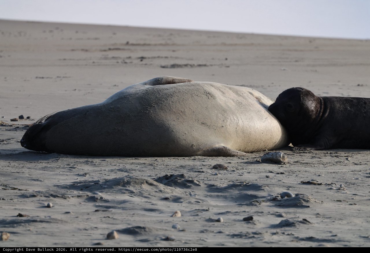 Elephant Seal Molting on Sandy Beach