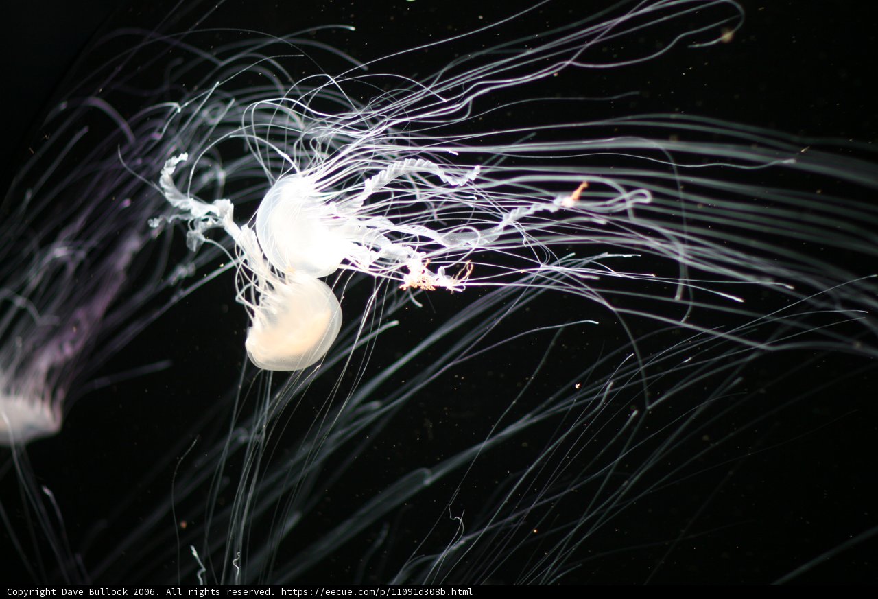 Bioluminescent Jellyfish
