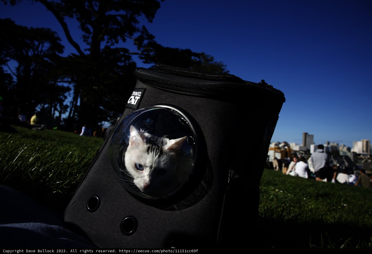 Peek-a-Boo Kitty at Alamo Square