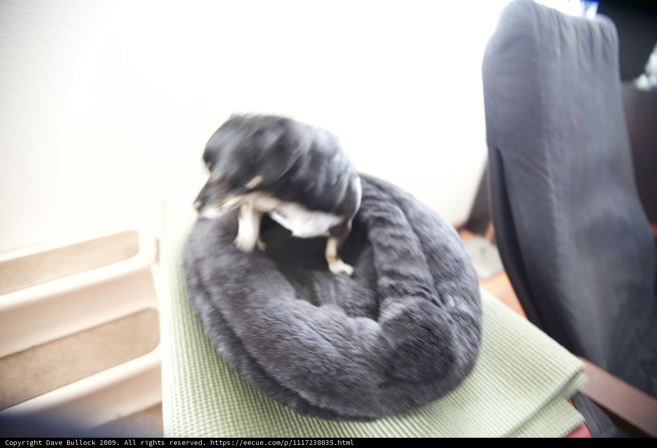 A Canine's Cozy Spot