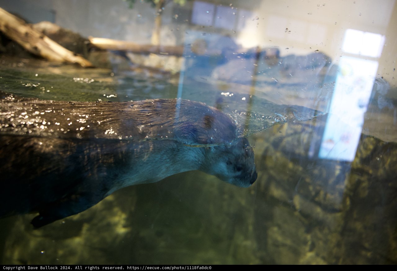 Charming Sea Otter at the Aquarium
