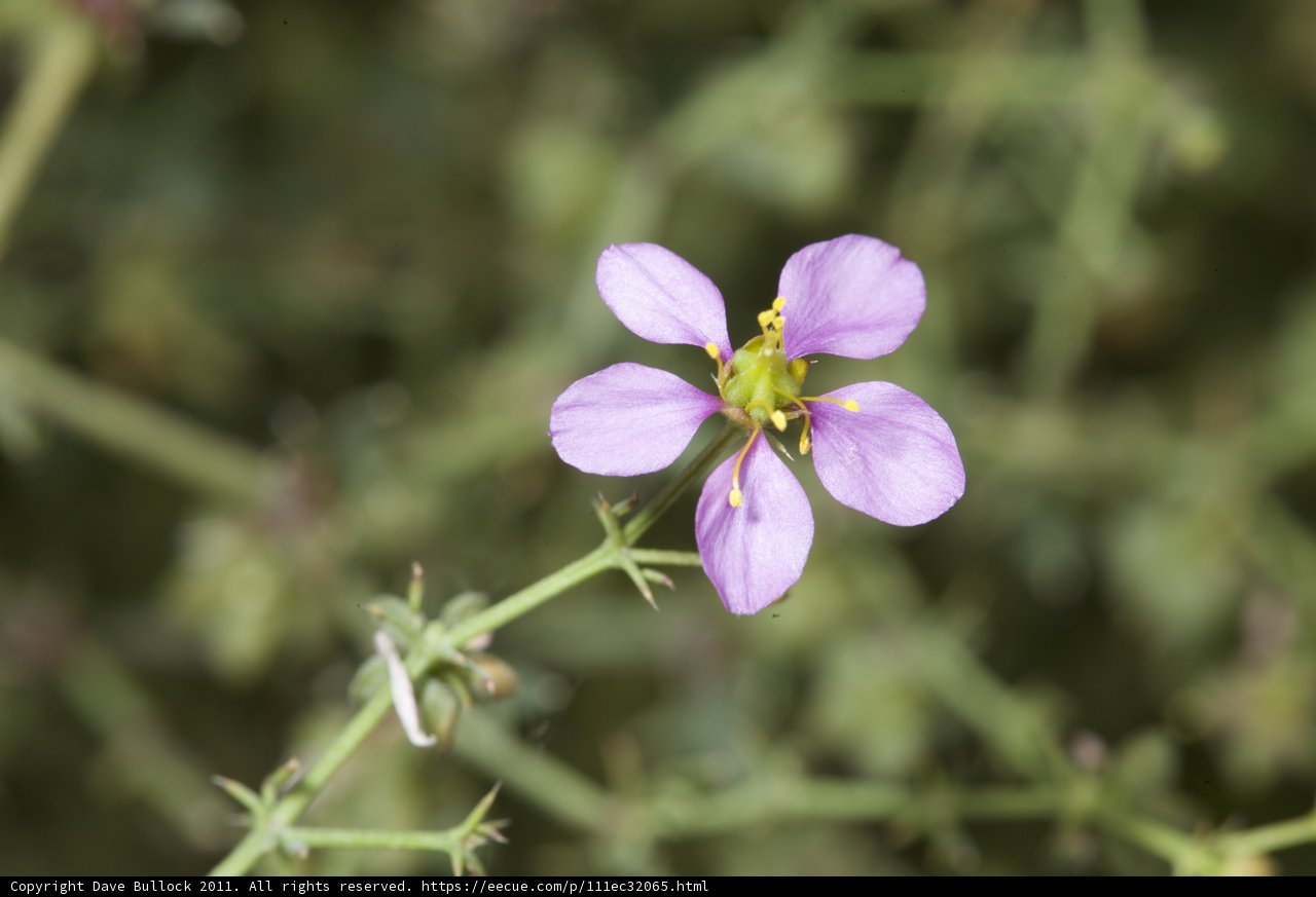 Purple Geranium in Bloom