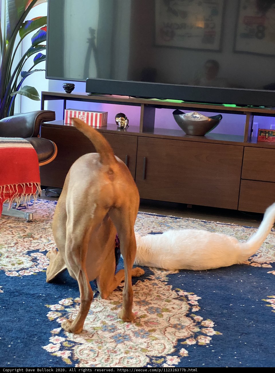 Furry Friends at Playtime
